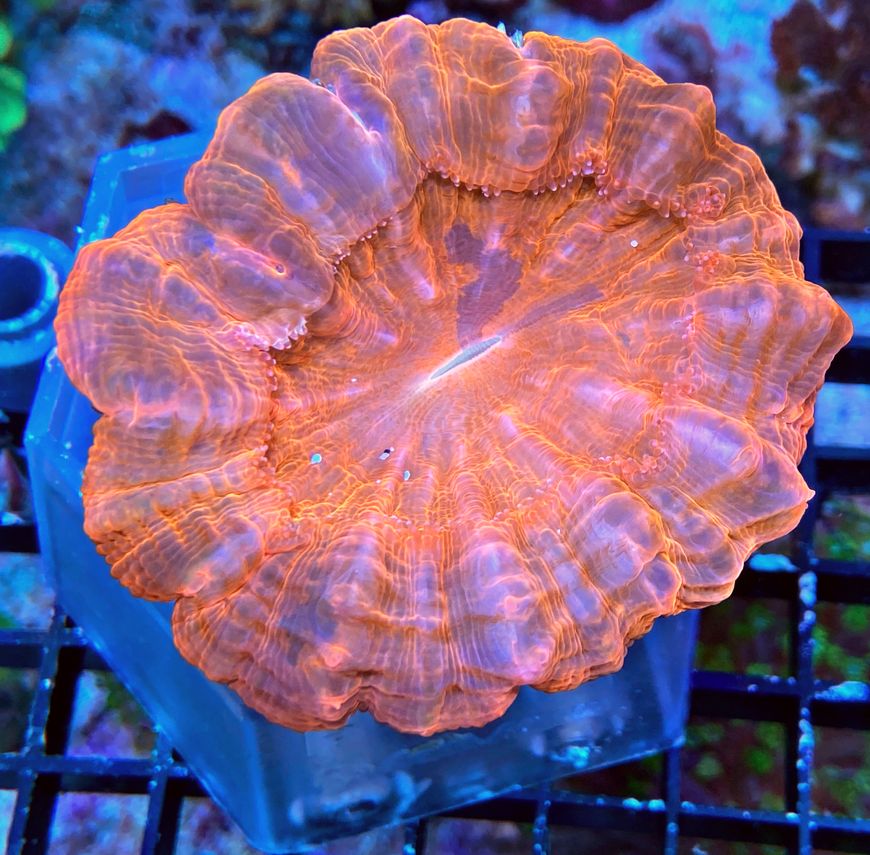 Acanthophyllia deshayesiana -Tränenkoralle WYSIWYG 126 Ultra Red 