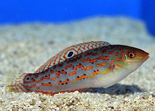 Halichoeres timorensis - Timor Lippfisch-S