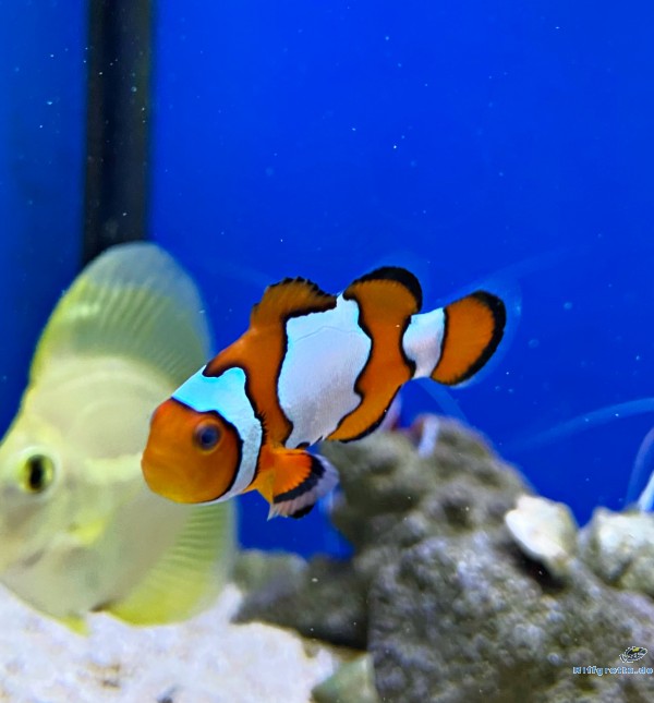 Amphiprion Ocellaris - Snowflake - NZ Clown-Anemonenfisch