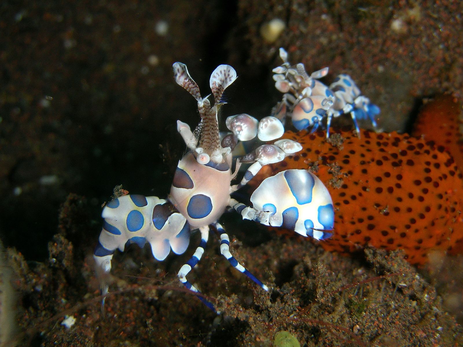 Garnele Hymenocera picta Harlekin Garnele