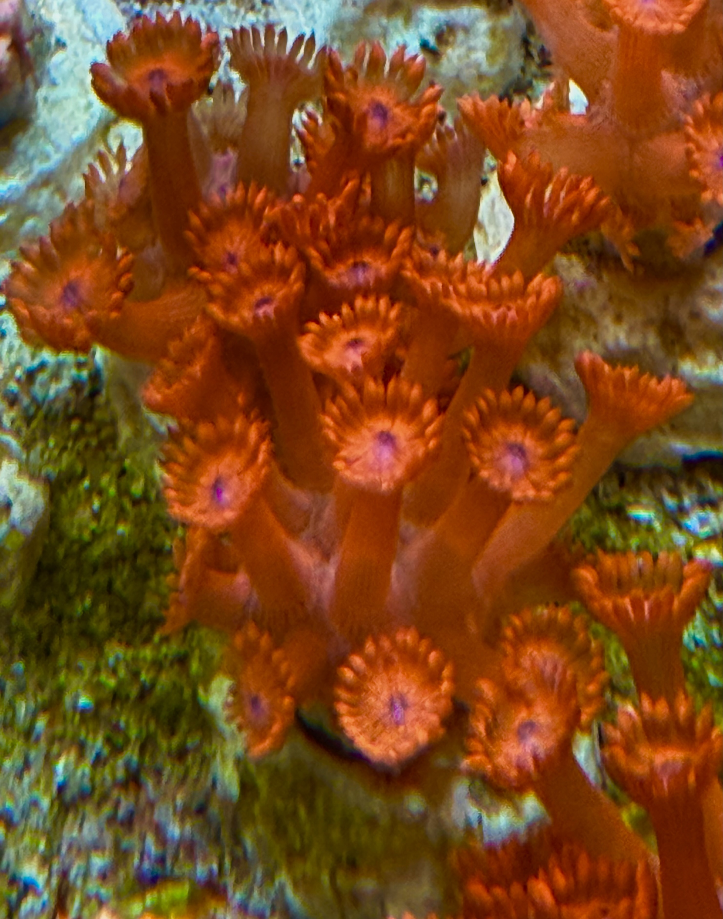 Goniopora lobata Margerittenkoralle - Ultra red Long Polyp NZ