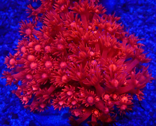 Goniopora lobata Red Monster - WYSIWYG 05