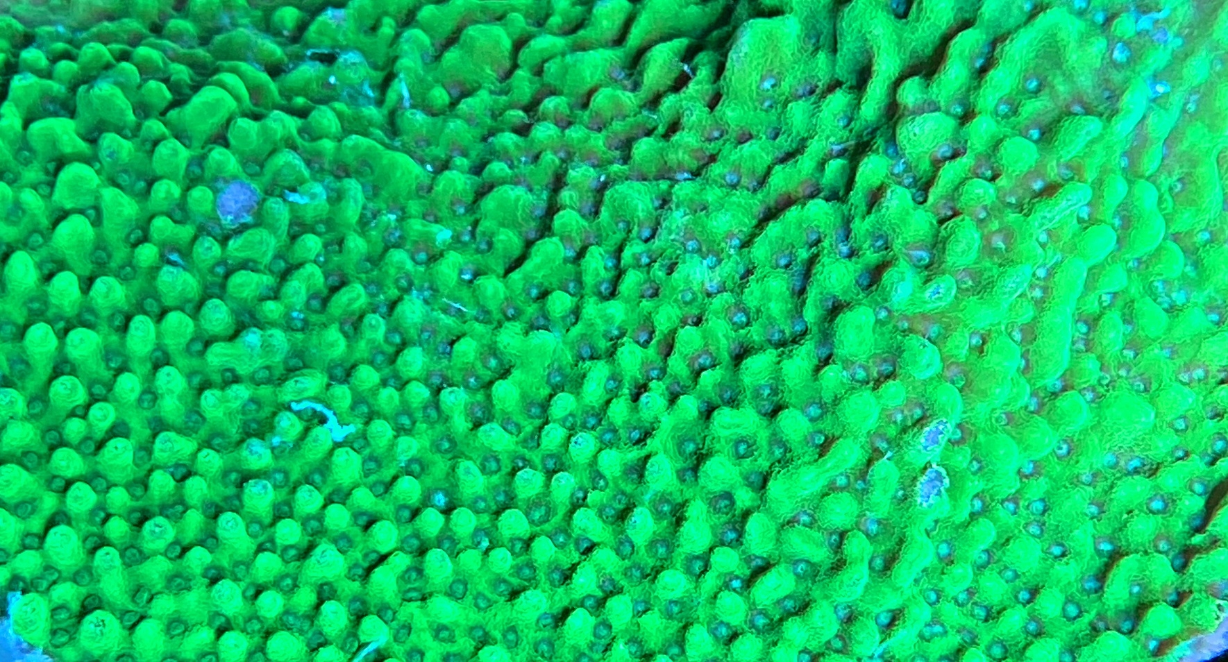 Montipora caliculata Kleinpolypige Steinkoralle - ultra green