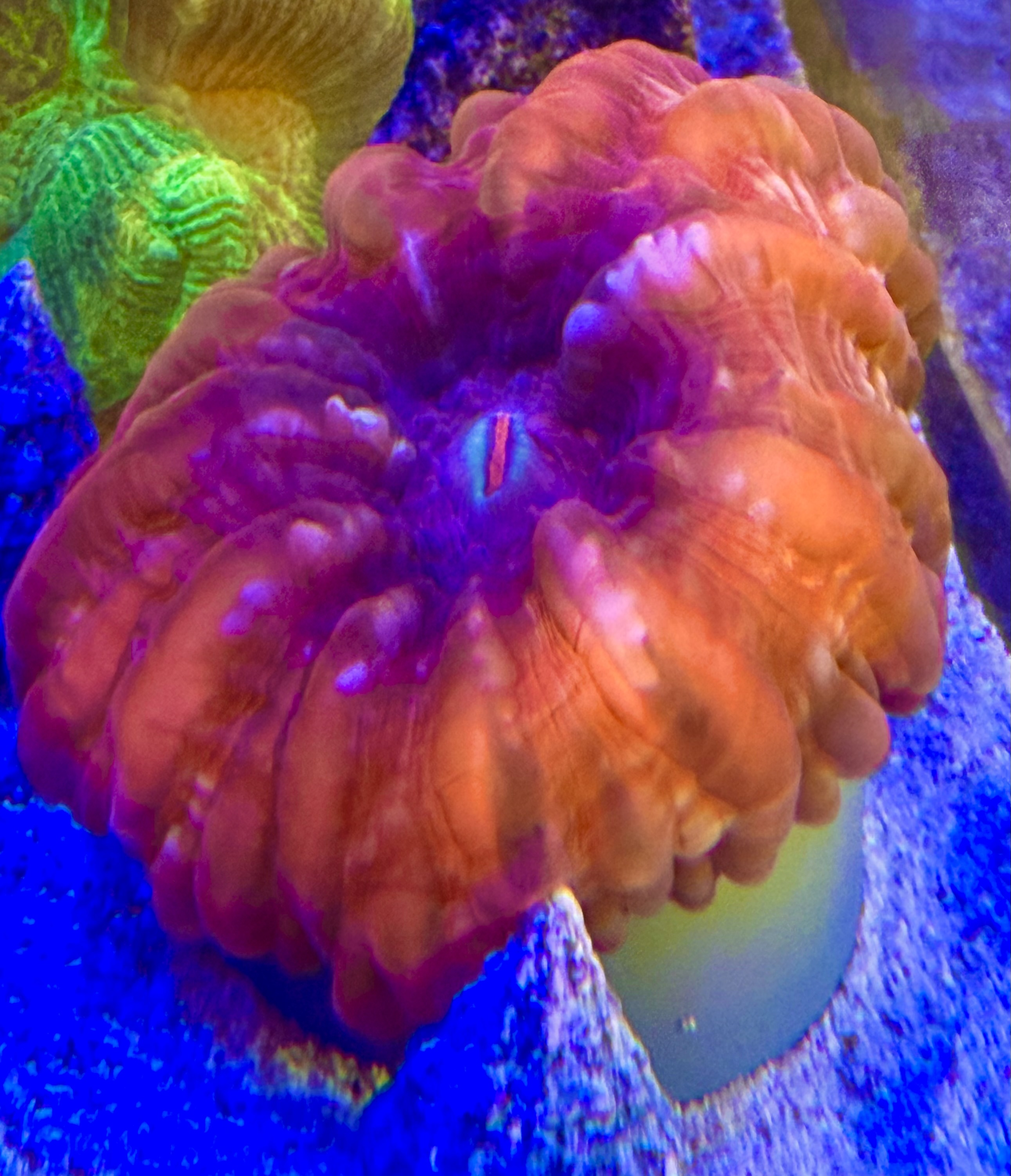  Cynarina lacrymalis -Tränenkoralle - Ultra red WYSIWYG 139