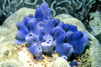 Haliclona sp.  Blauer Riffschwamm