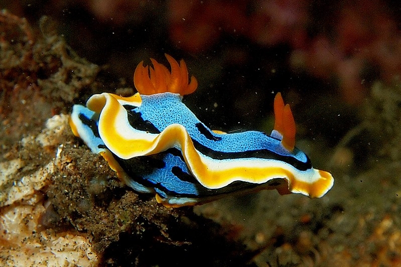  Chromodoris annae - Nacktschnecke