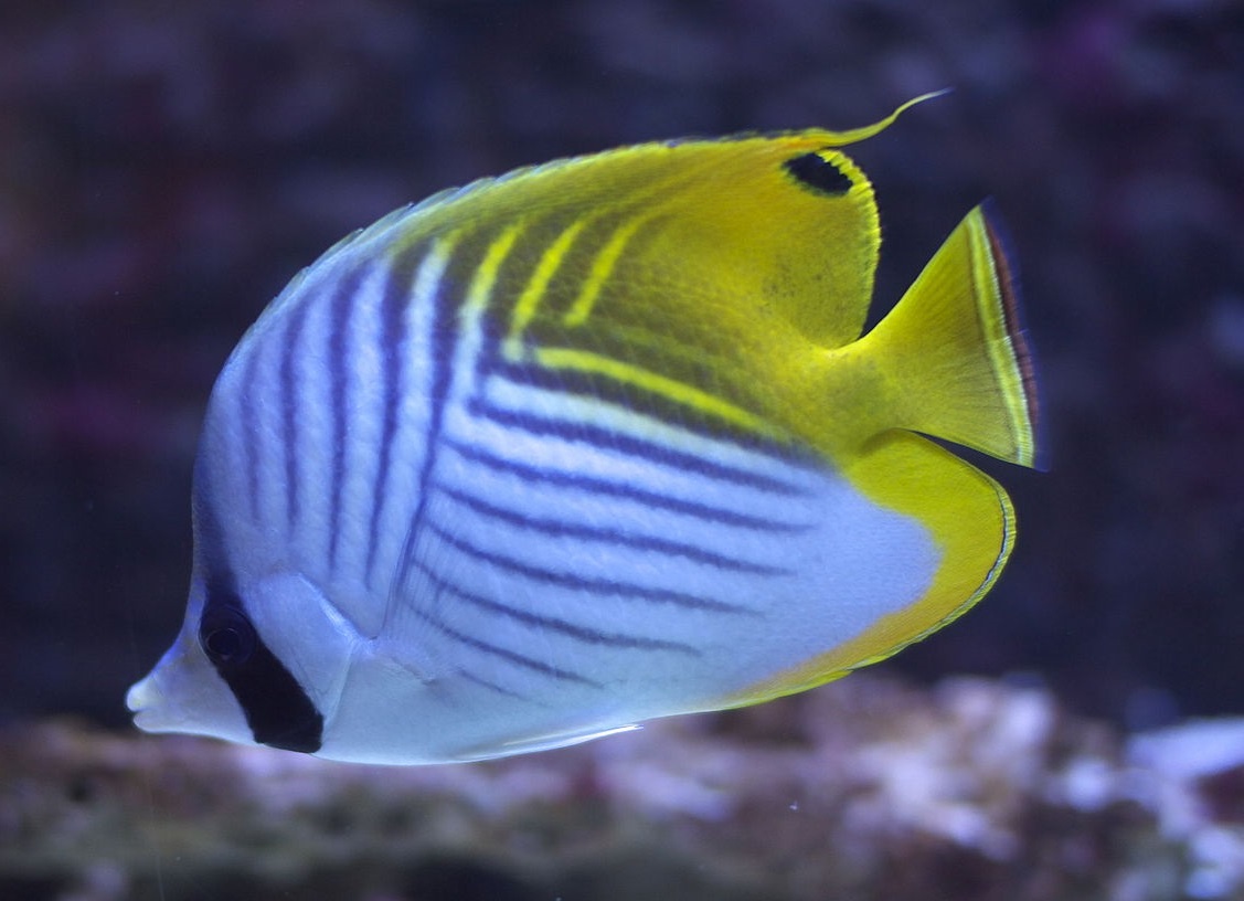 Chaetodon auriga Fähnchen-Falterfisch