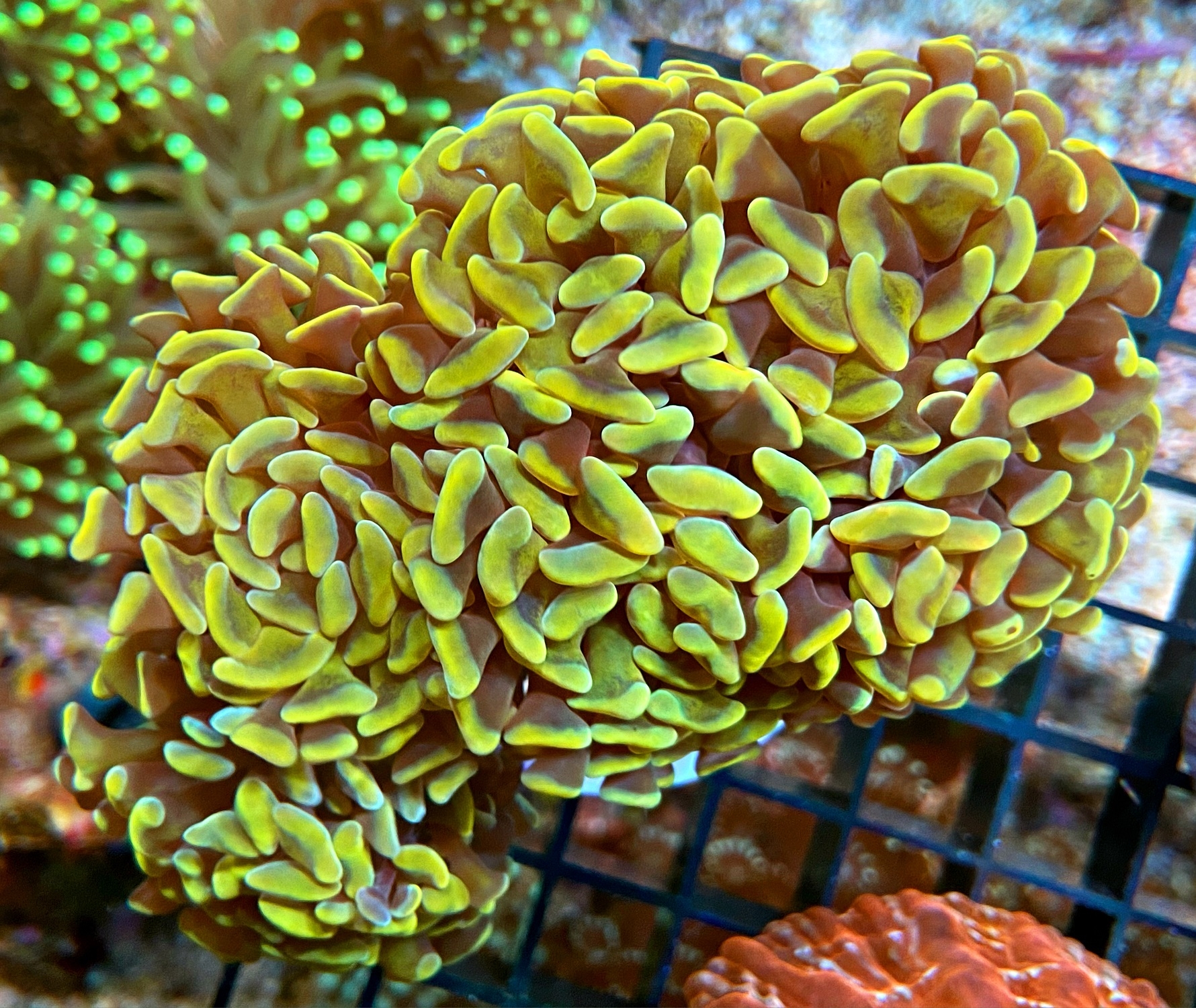 Euphyllia paraancora - Hammerkoralle - Ultra Gold 