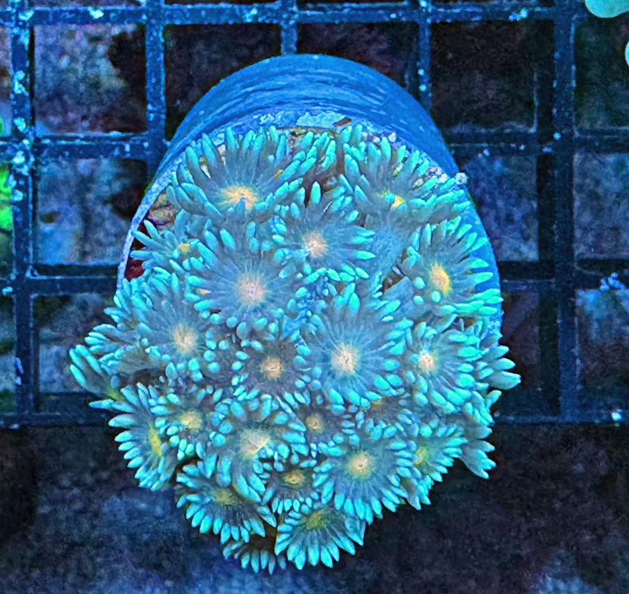 Goniopora lobata  - Two Tone orange/roter Mund - NZ