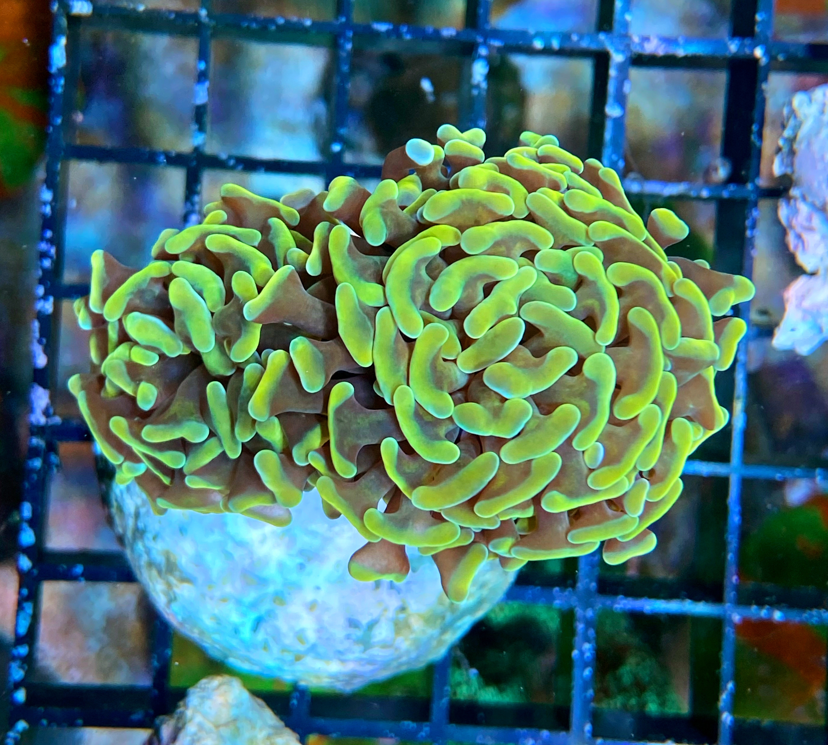 Euphyllia paraancora - Hammerkoralle - Ultra Gold 