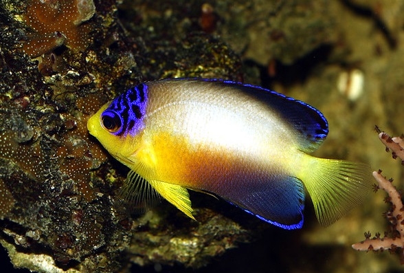 Centropyge multicolor - Vielfarben-Zwergkaiserfisch