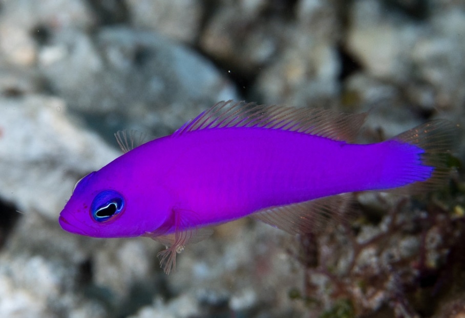 Pictichromis porphyrea - Porphyr-Zwergbarsch