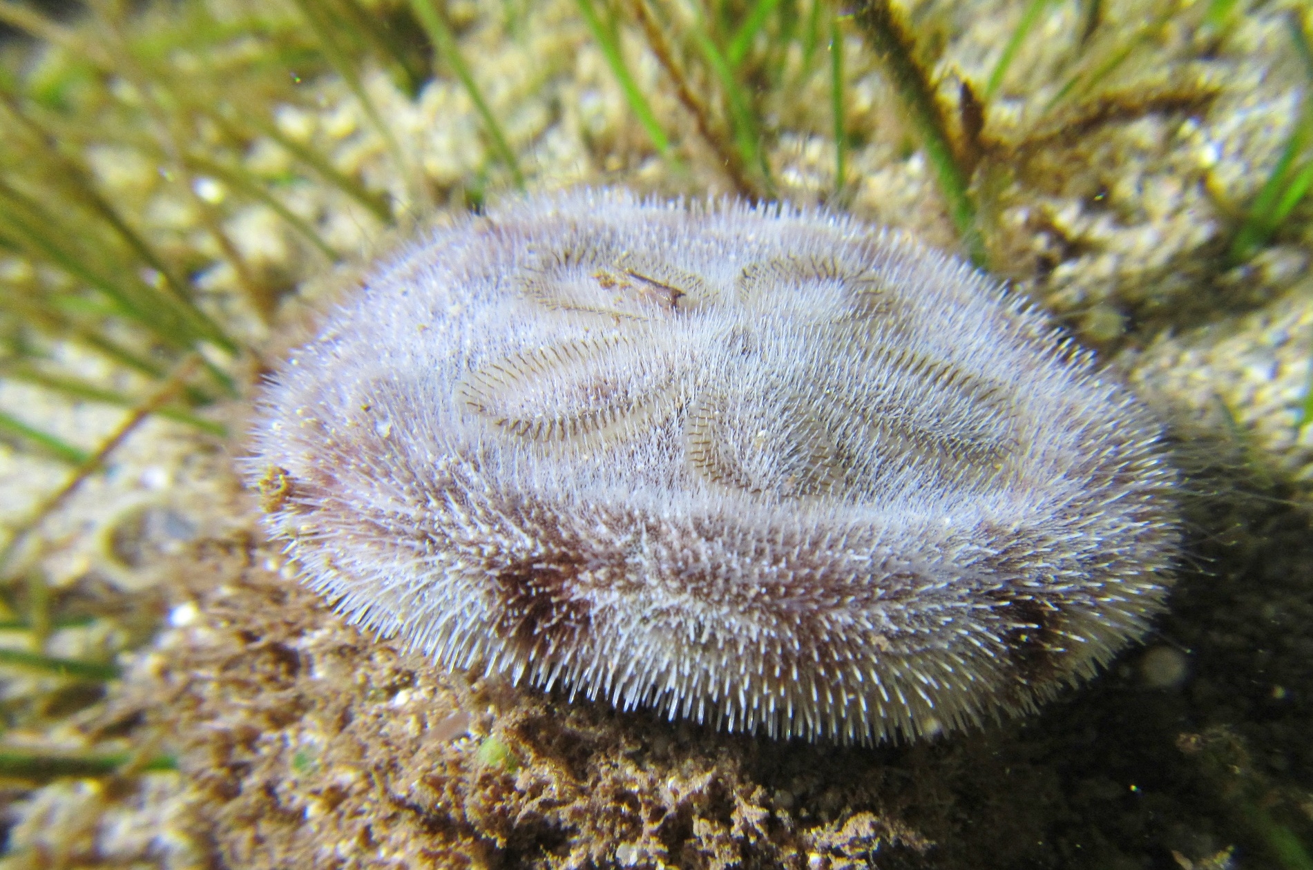 Clypeaster sp. Sanddollar