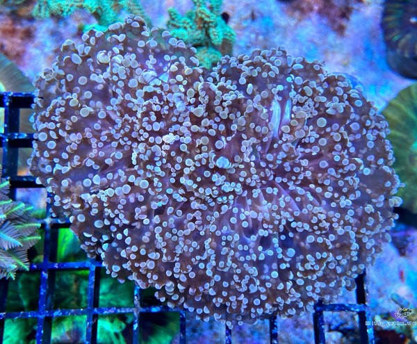 Euphyllia Divisa Ultra Color Euphyllia Divisa Ultra Color