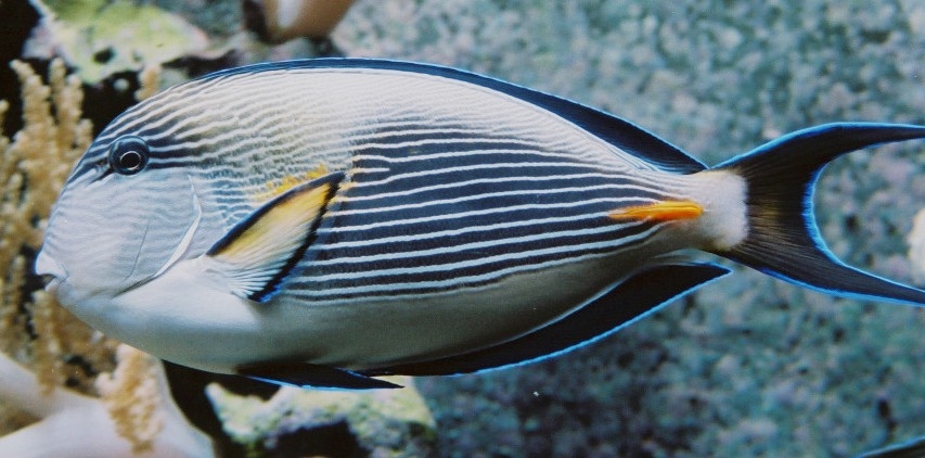 Arabischer Doktorfisch - Acanthurus Sohal