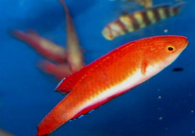 Cirrhilabrus rubripinnis - Rotflossen-Zwerglippfisch-S
