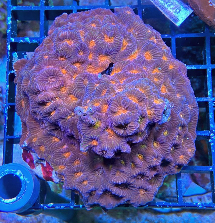 Favites pentagona - Hirnkoralle Australien - pink thunderstorm - WYSIWYG 165