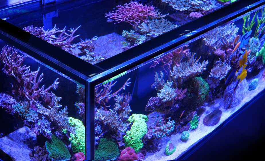 Red Sea REEFER Peninsula G3+ 700 Neu