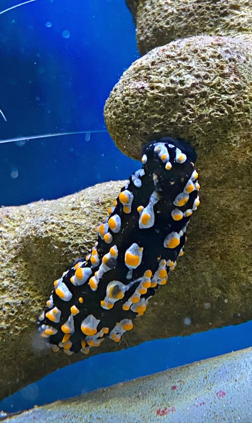 Phylidiella Nigara Sp. Nacktschnecke