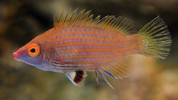 Pseudocheilinops ataenia Zwerg-Lippfisch