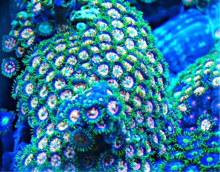 Zoanthus Orange sunset - Krustenanemone