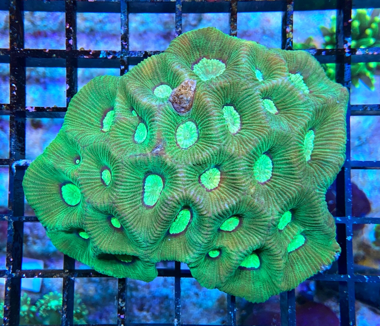 Goniastrea sp. Hirnkoralle - WYSIWYG 135 - Ultra Green