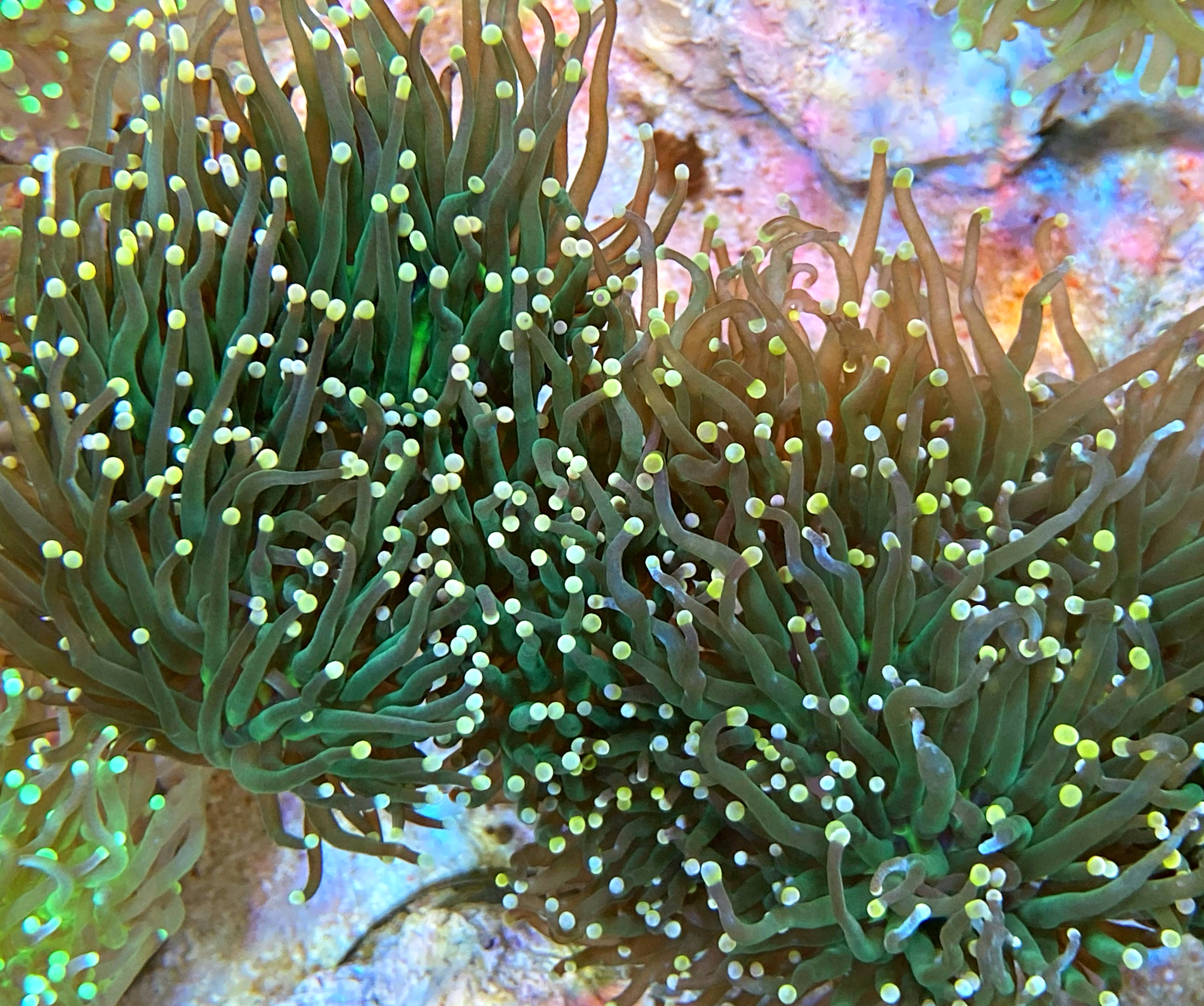 Euphyllia glabrescens- green Masterpiece - WYSIWYG - NZ