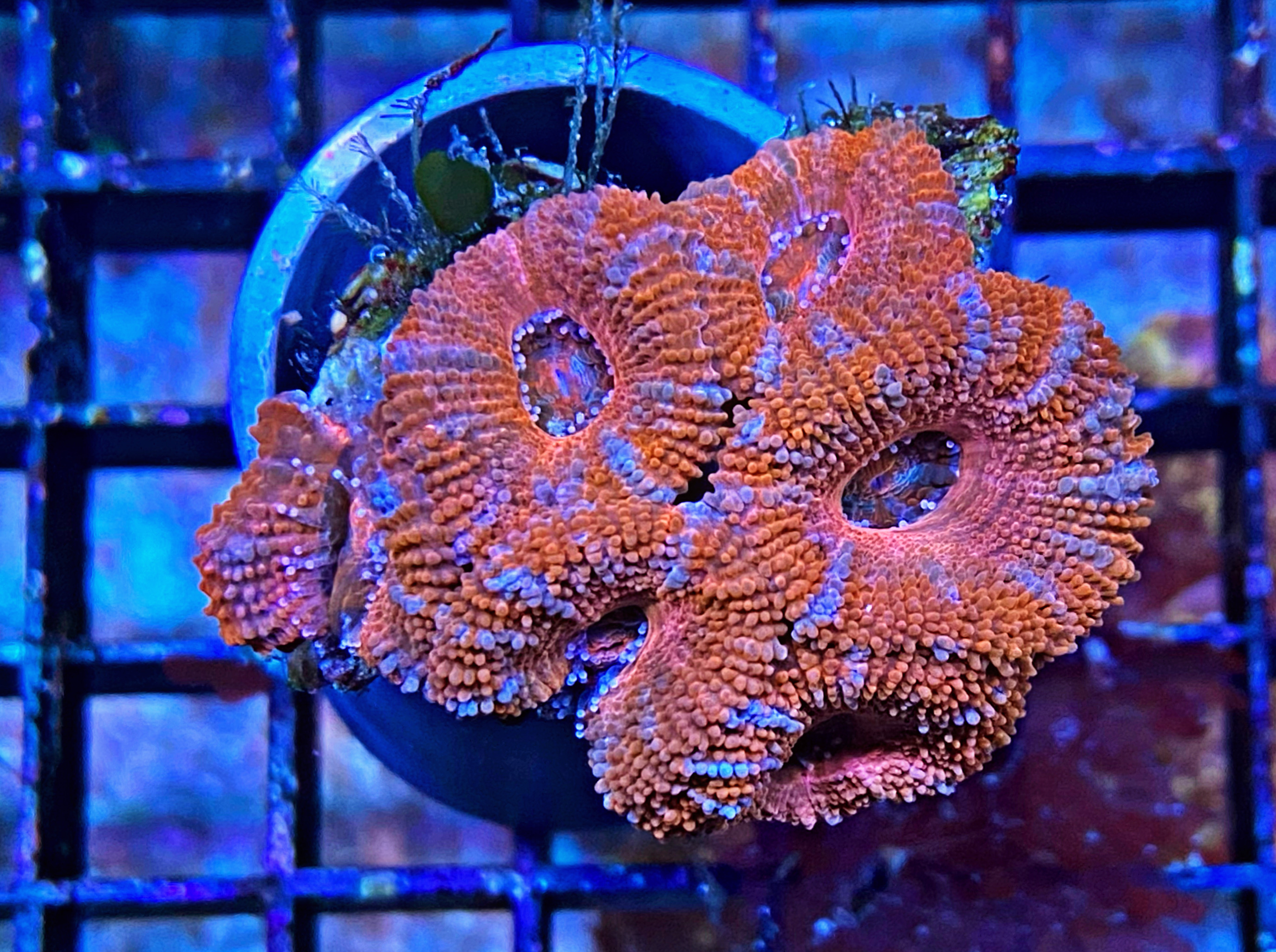 Acanthastrea lordhowensis - Großpolypige Steinkoralle - Mrs. fantastic - WYSIWYG 126
