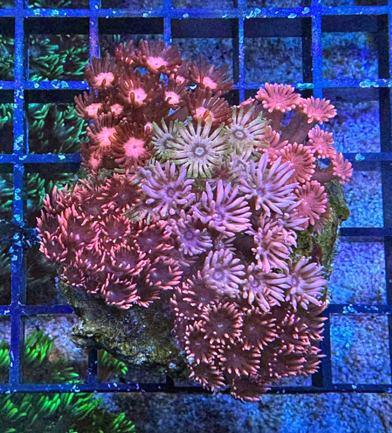 Goniopora lobata Margerittenkoralle - Ultra Gonio Red Garden - Cultured -  WYSIWYG 50