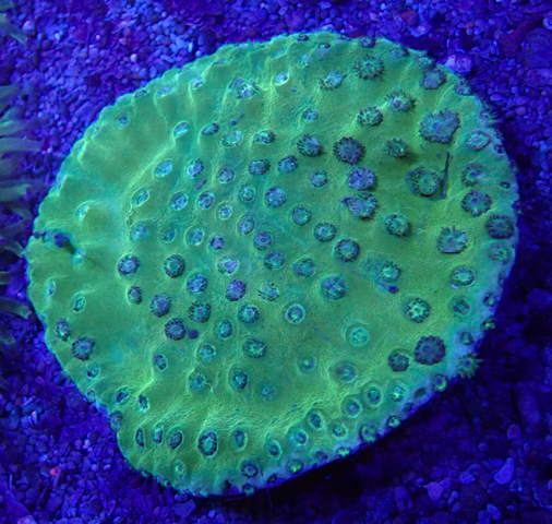 Turbinaria peltata - Kelchkoralle - WYSIWYG 119