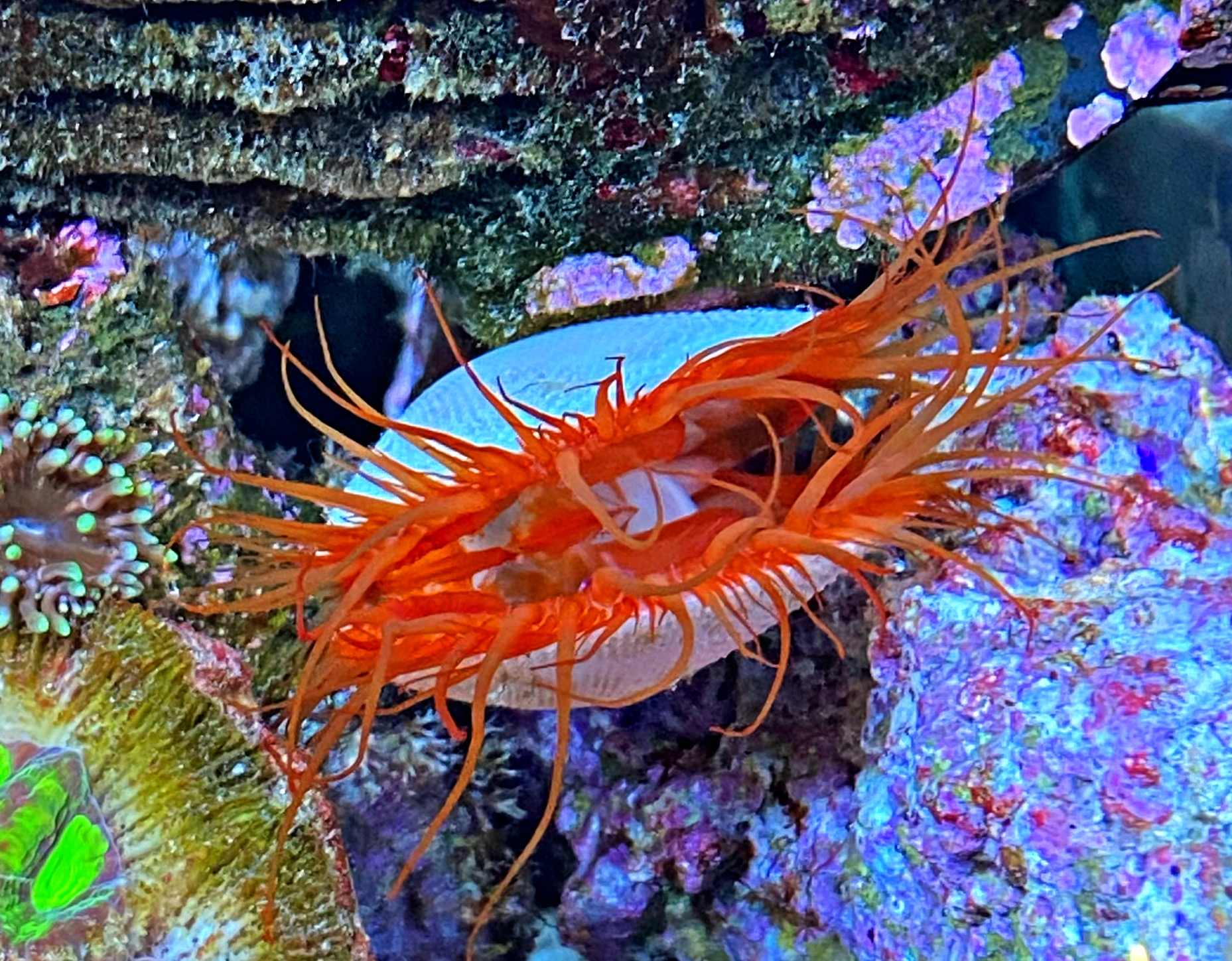 Muschel  Blinkende Feilenmuschel Ctenoides ales Grösse M 4-6cm