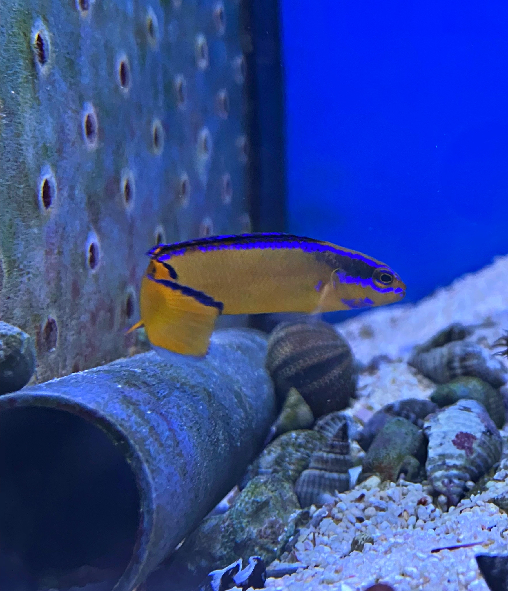 Pseudochromis aldabraensis - Aldabra-Zwergbarsch NZ