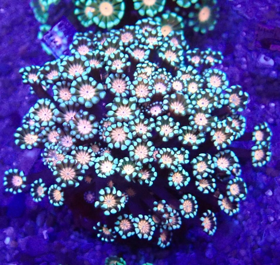 Alveopora gigas - Margeritenkoralle - two tone pink center - WYSIWYG 96