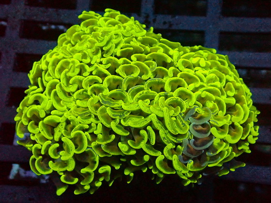 Euphyllia ancora - Hammerkoraller  - WYSIWYG 194 -Wall Hammer 