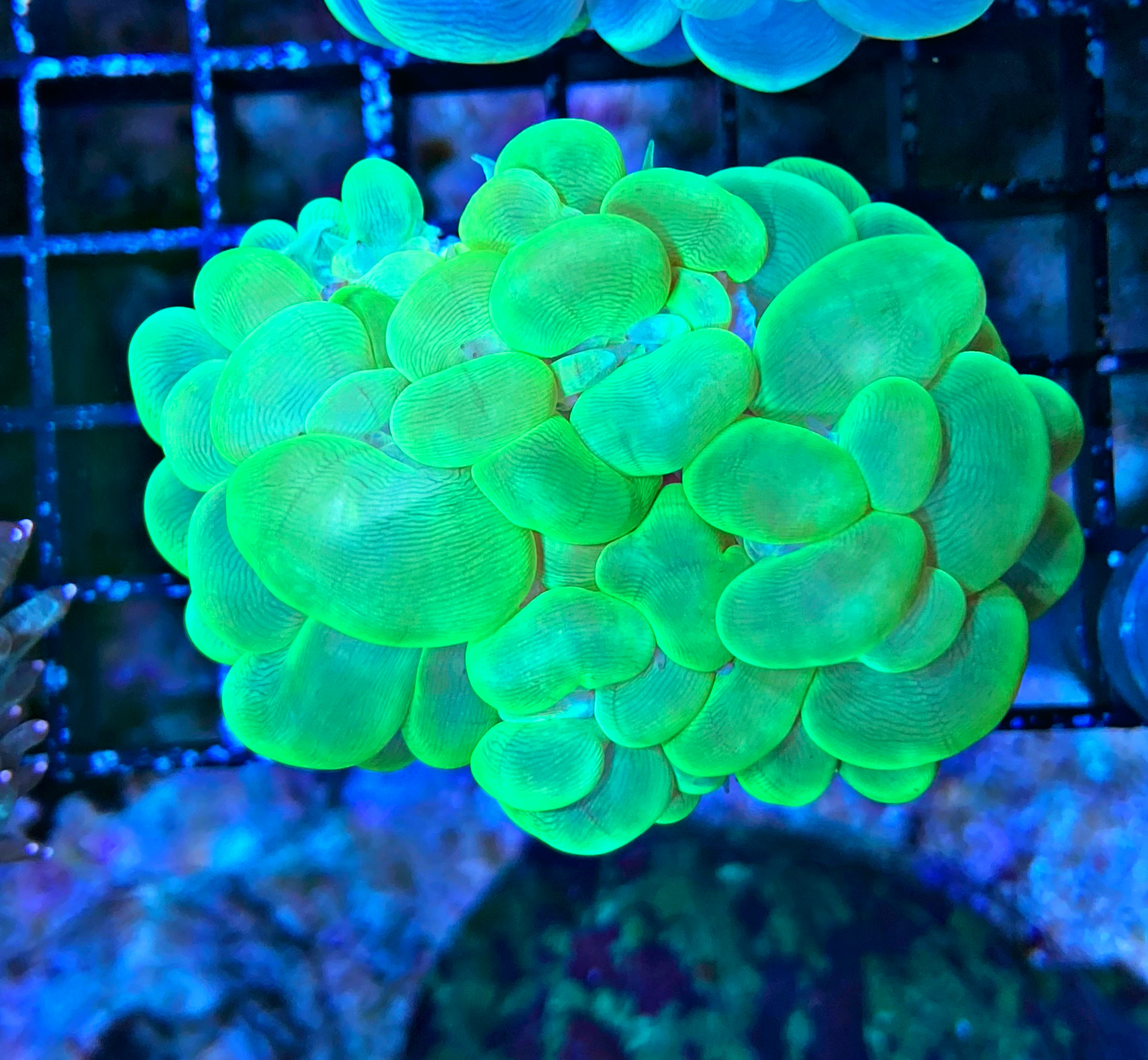 Plerogyra sinuosa Blasenkoralle - ultra green  - WYSIWYG 106
