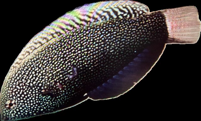 Macropharyngodon negrosensis Schwarzer Leoparden-Junker