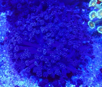 Goniopora lobata - Margerittenkoralle - Ultra  purple Color -WYSIWYG 200-