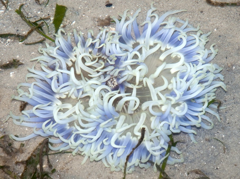 Macrodactyla doreensis Korkenzieher-Anemone  Blue Color 