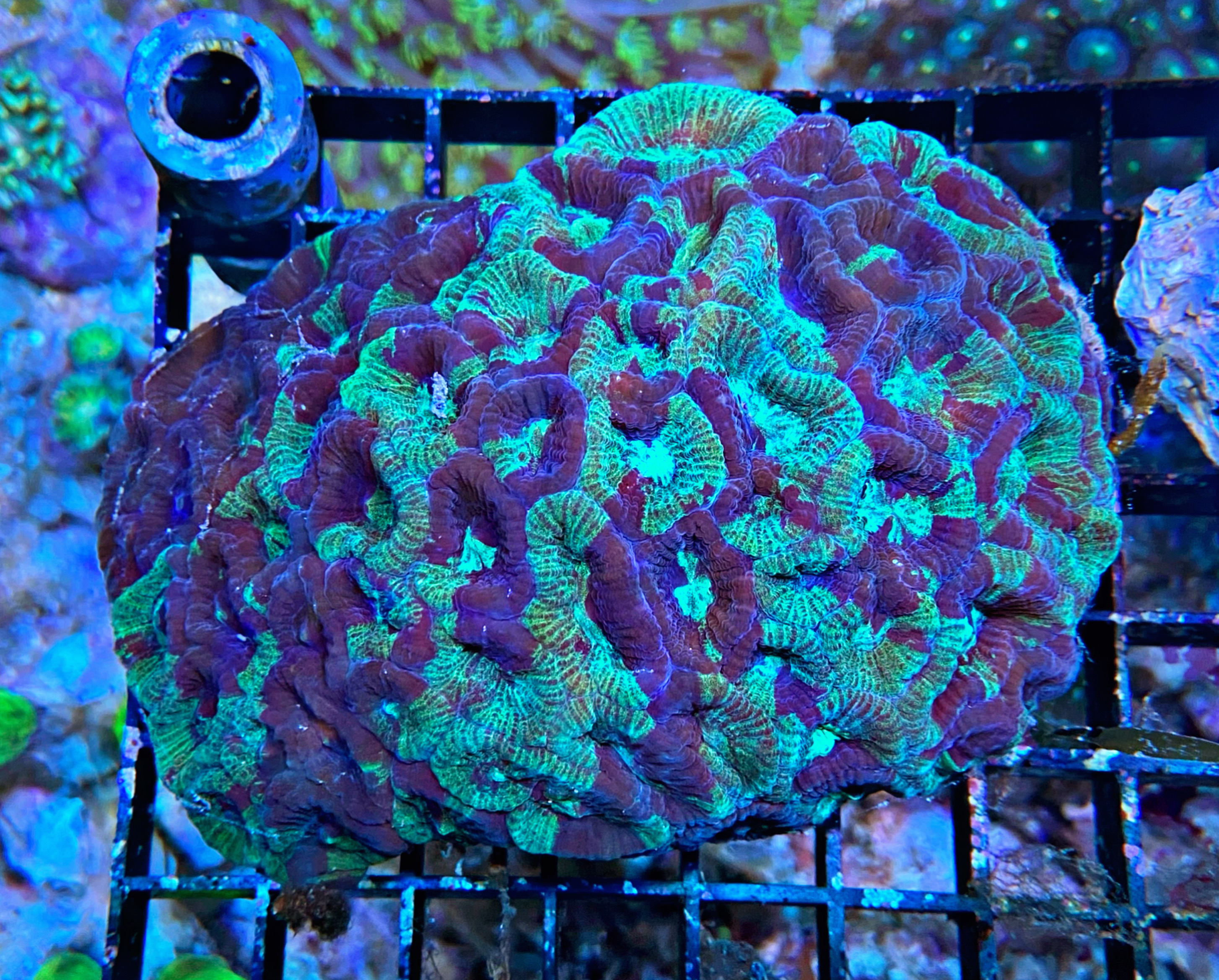 Favia spec.  Hirnkoralle Australien -  WYSIWYG Fav 15b
