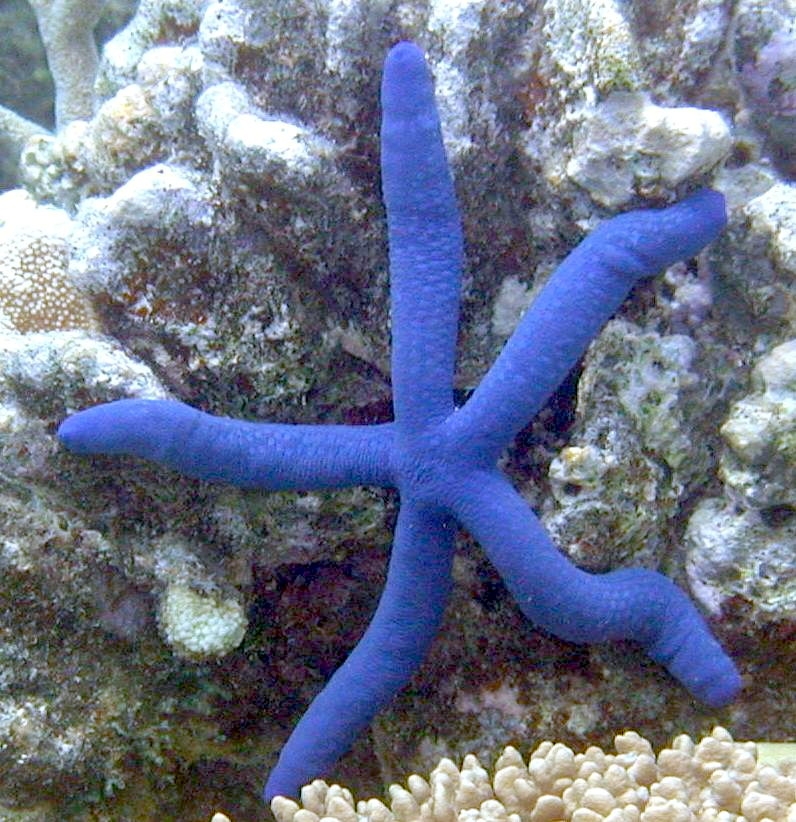 Linckia laevigata - Blauer Seestern