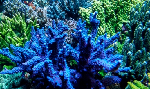 Acropora loisetteae - Kleinpolypige Steinkoralle