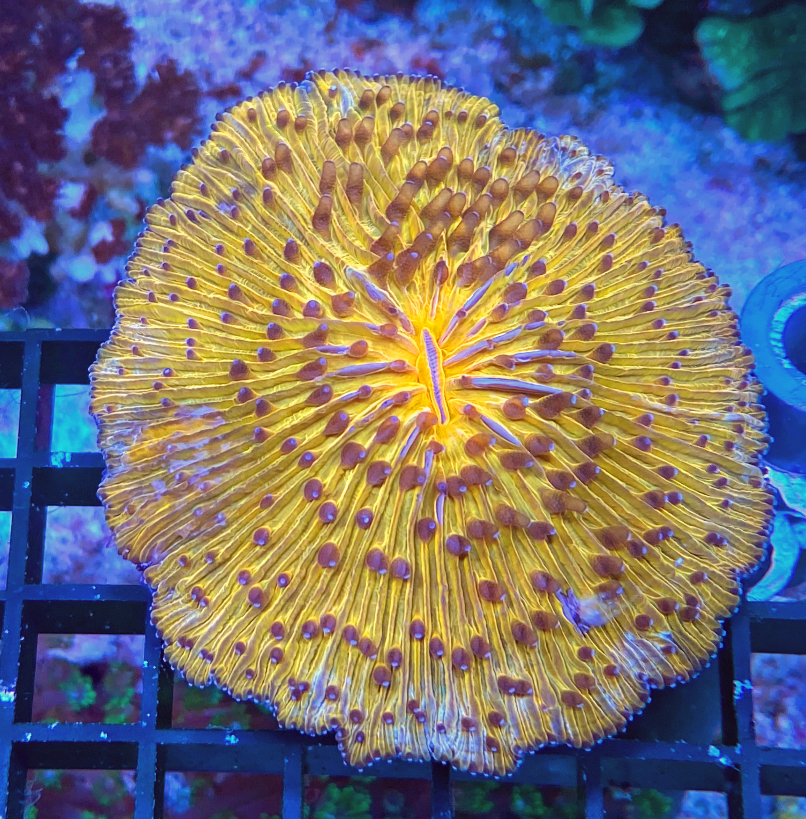 Fungia repanda - Plattenkoralle - WYSIWYG 39 - Ultra Orange