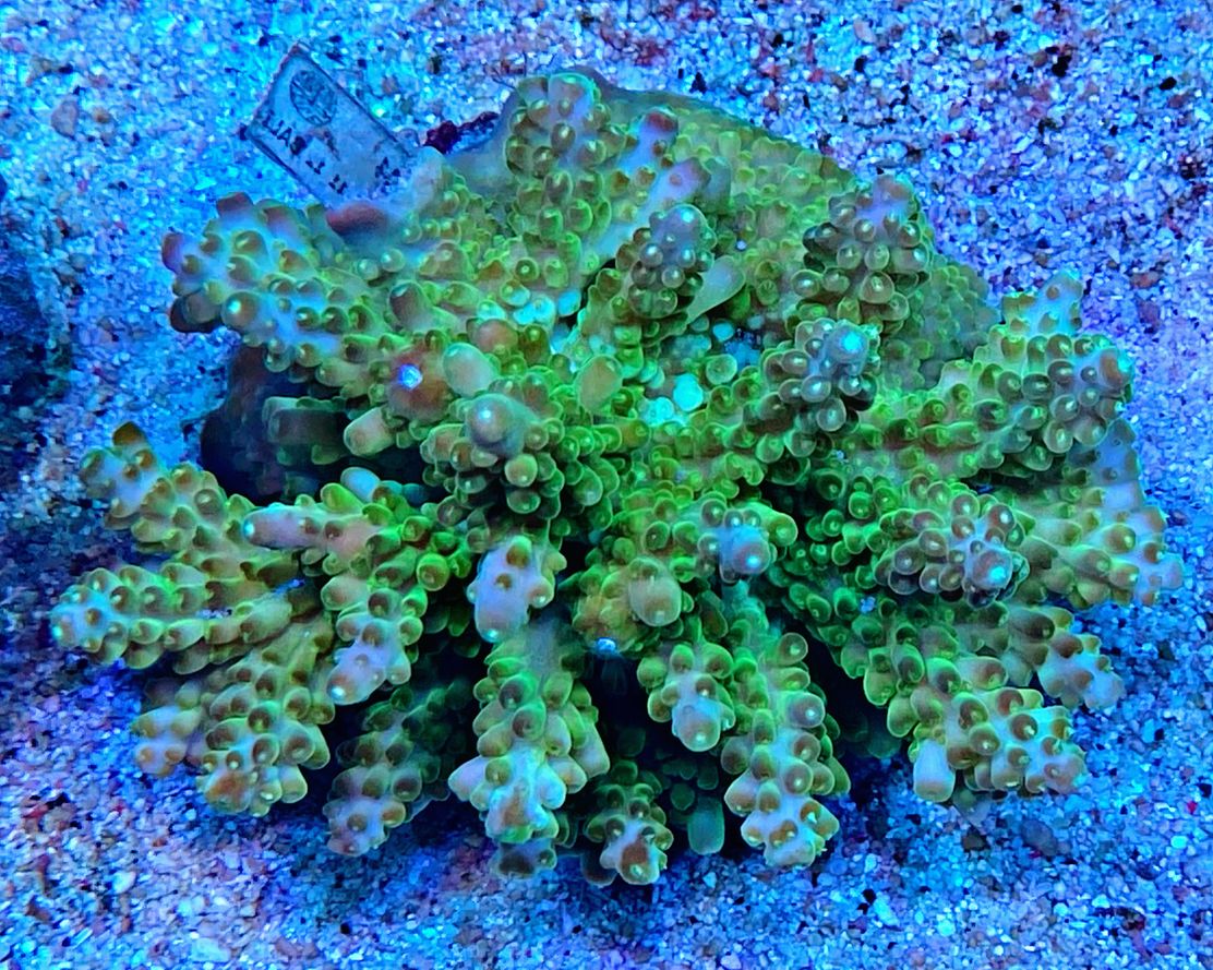 Acropora tenuis - Kleinpolypige Steinkoralle WYSIWYG 