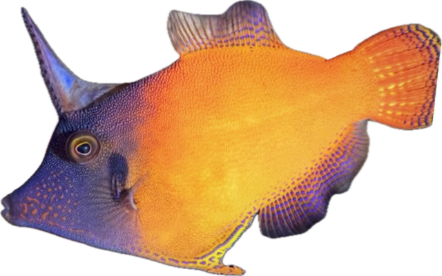  Feilenfisch - Pervagor melanocephalus