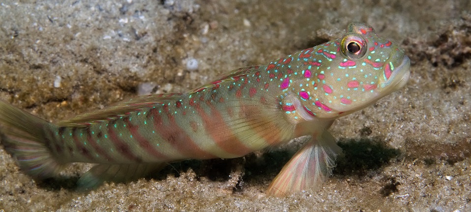 Cryptocentrus leptocephalus Schlankkopf-Symbiosegrundel -M