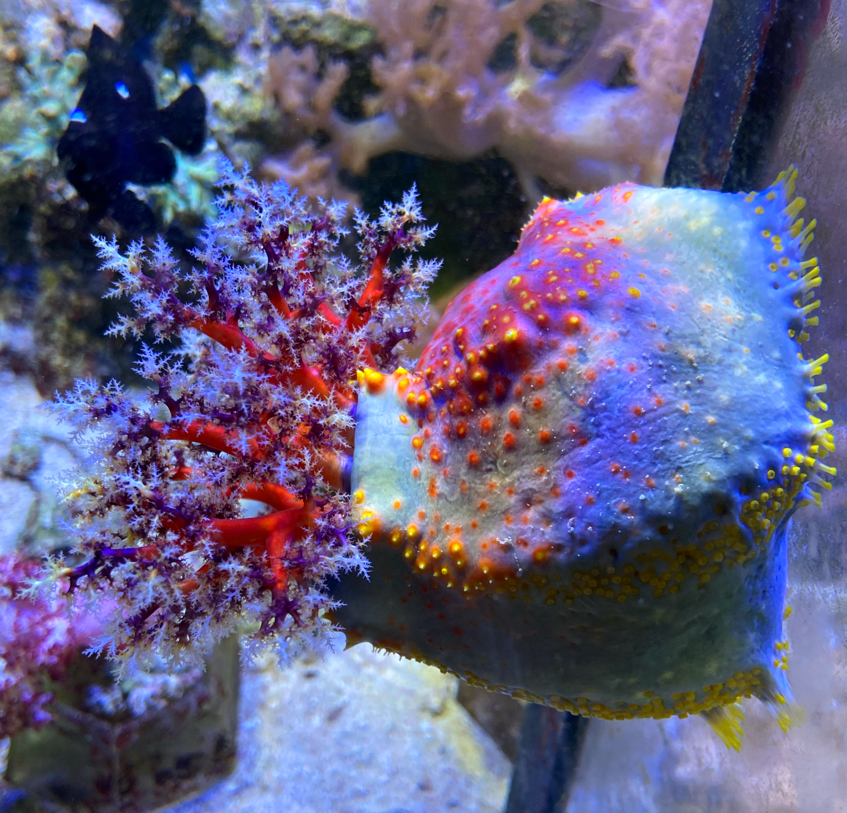 Pseudocolochirus violaceus Multicolor Seegurke 