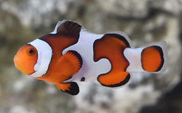 Amphiprion ocellaris Gladiator NZ
