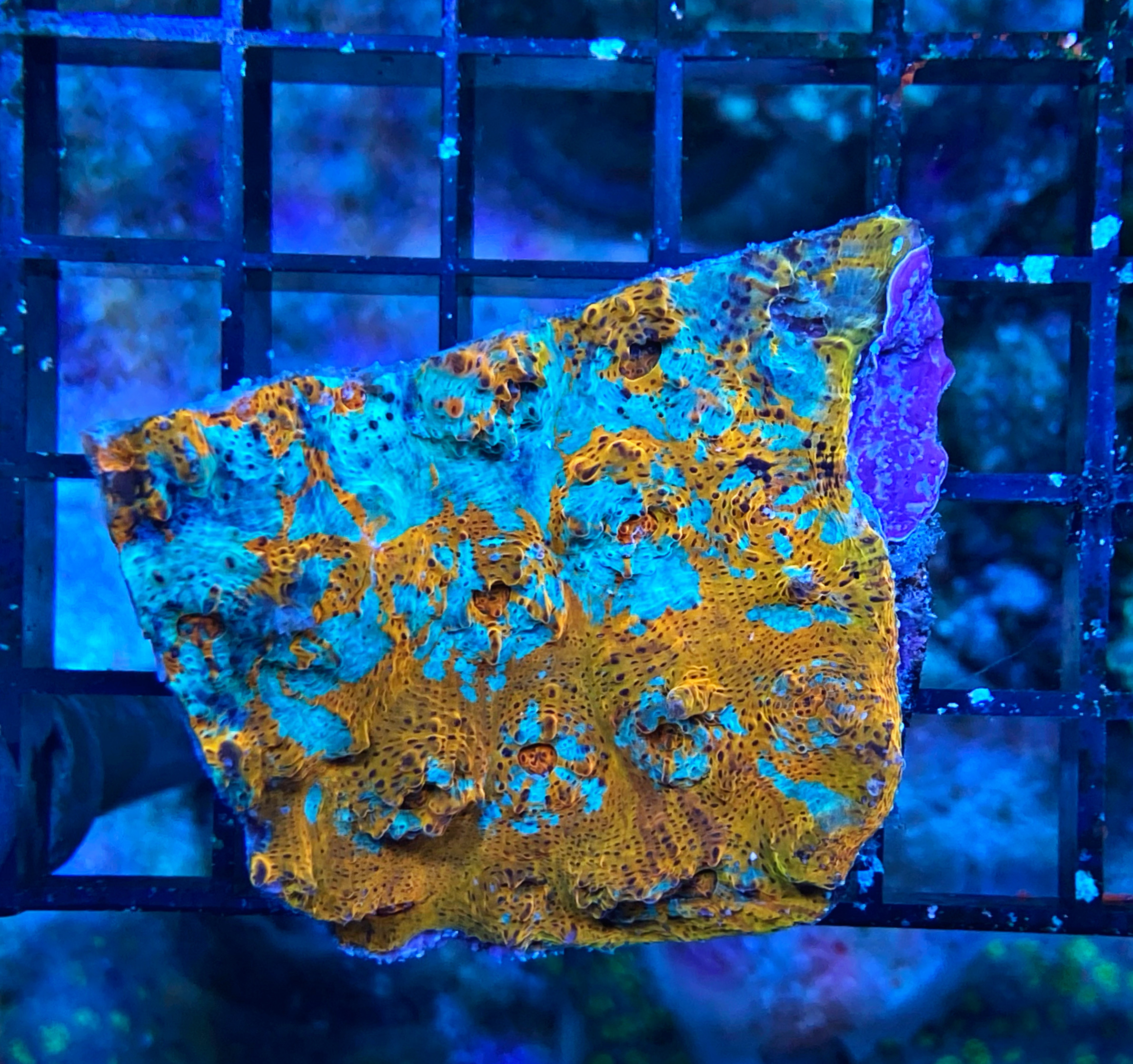 Echinophyllia sp. Chalice Coral Ultra - WYSIWYG E1