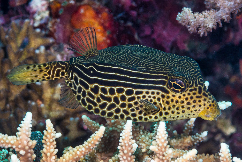 Ostracion solorensis - Solor Kofferfisch - Weibchen