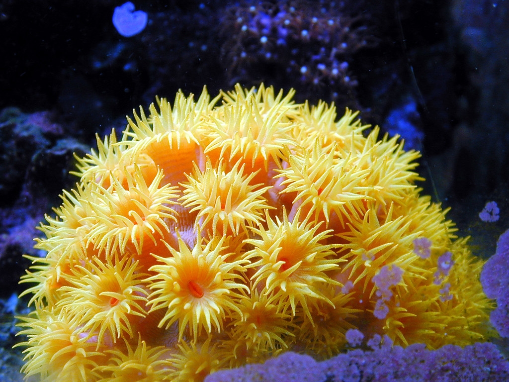 Tubastrea faulkneri - Orange-gelbe Kelchkoralle